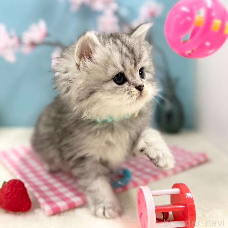 販売中の神奈川県のミヌエット-138906の8枚目