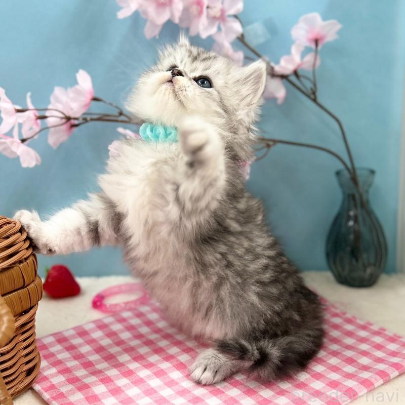 販売中の神奈川県のミヌエット-138906の7枚目