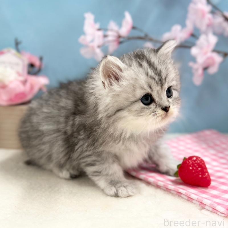 販売中の神奈川県のミヌエット-138906の5枚目