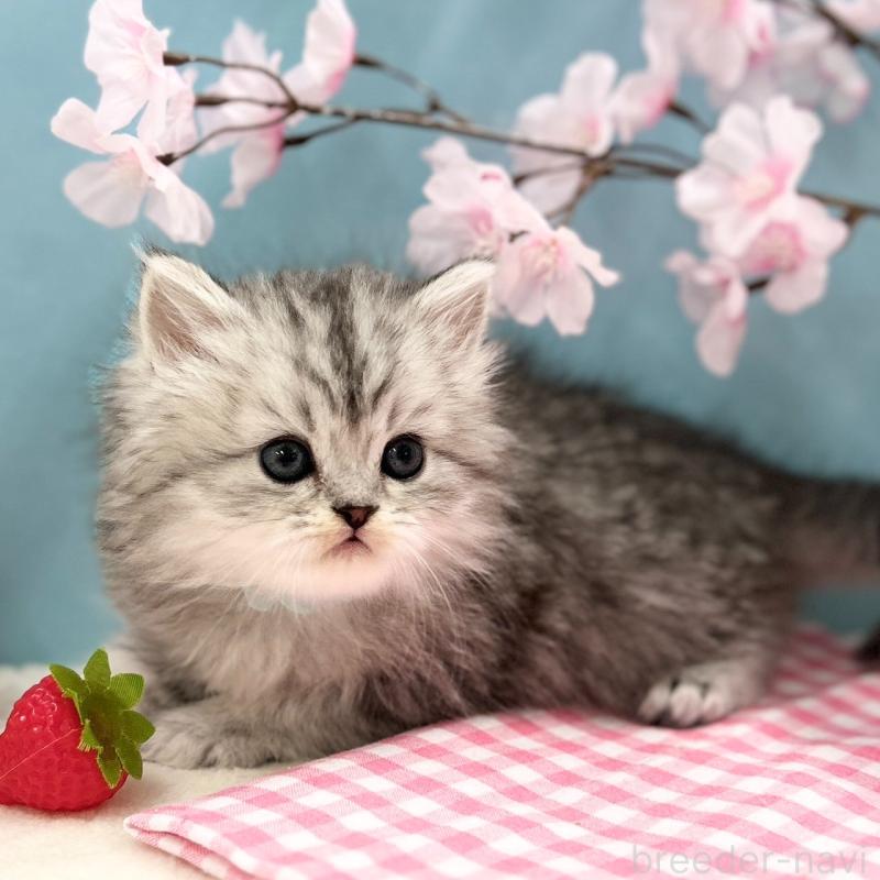 販売中の神奈川県のミヌエット-138906の4枚目