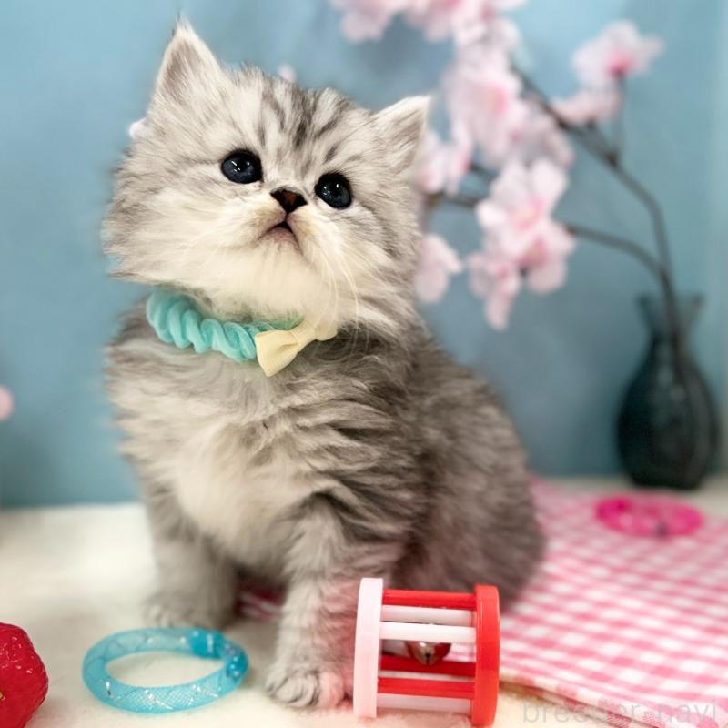 販売中の神奈川県のミヌエット-138906の2枚目