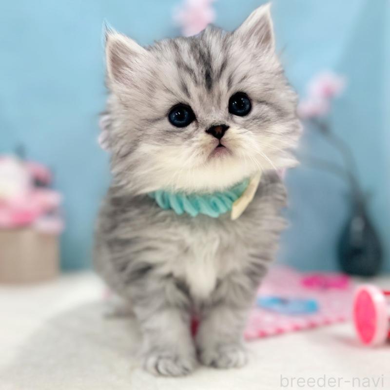 販売中の神奈川県のミヌエット-138906