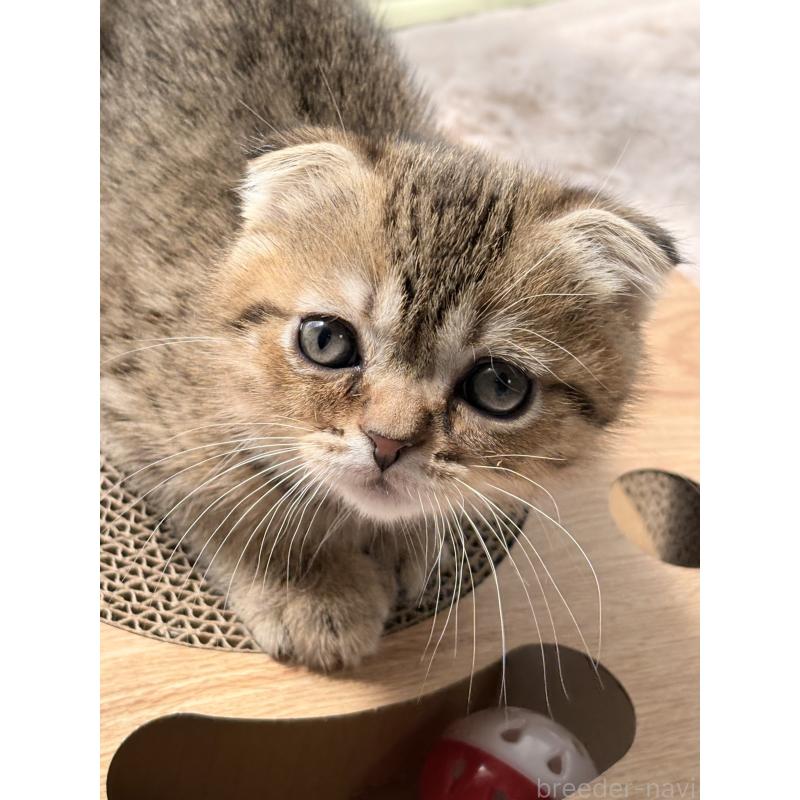 販売中の奈良県のスコティッシュフォールド(折れ耳)-137605