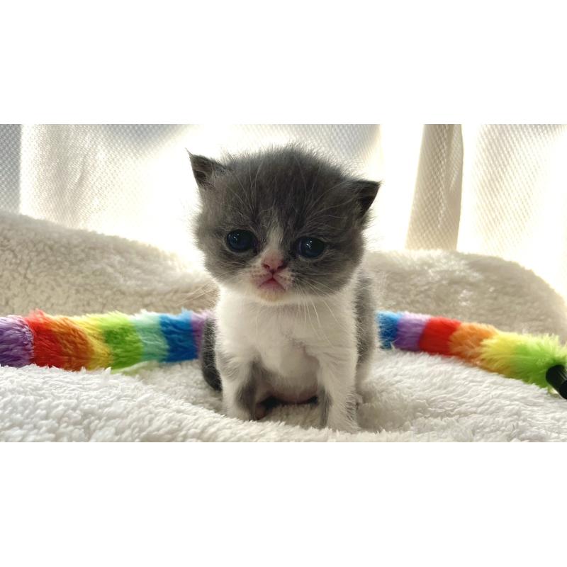 販売中の愛知県のエキゾチックショートヘア-138907の6枚目