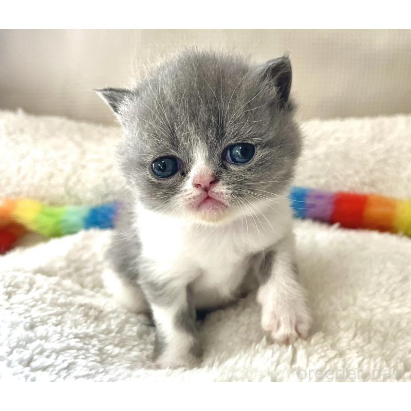 販売中の愛知県のエキゾチックショートヘア-138907の5枚目