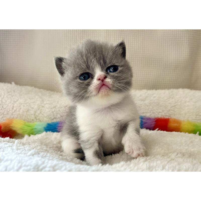 販売中の愛知県のエキゾチックショートヘア-138907の4枚目