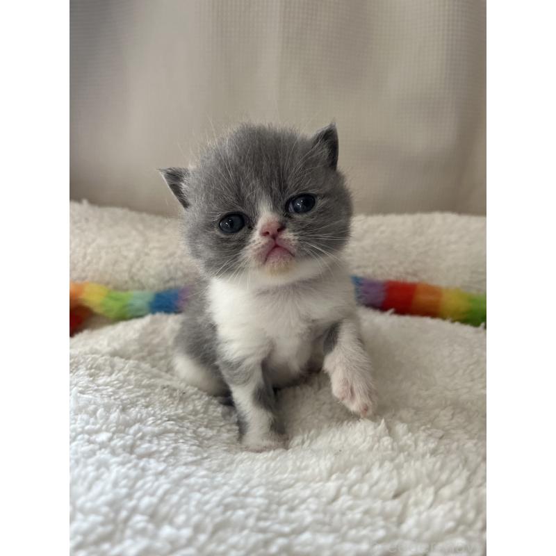 販売中の愛知県のエキゾチックショートヘア-138907の3枚目