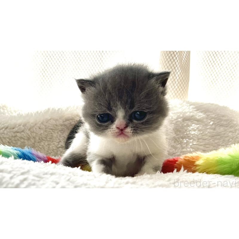 販売中の愛知県のエキゾチックショートヘア-138907の2枚目