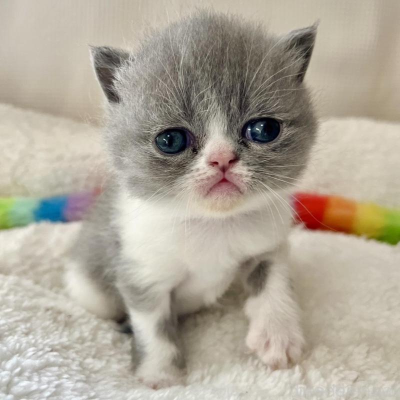 販売中の愛知県のエキゾチックショートヘア-138907