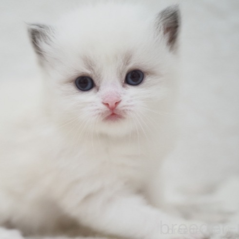 販売中の埼玉県のラグドール-138908の4枚目