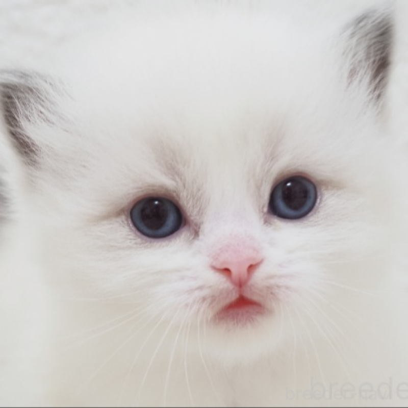 販売中の埼玉県のラグドール-138908の1枚目