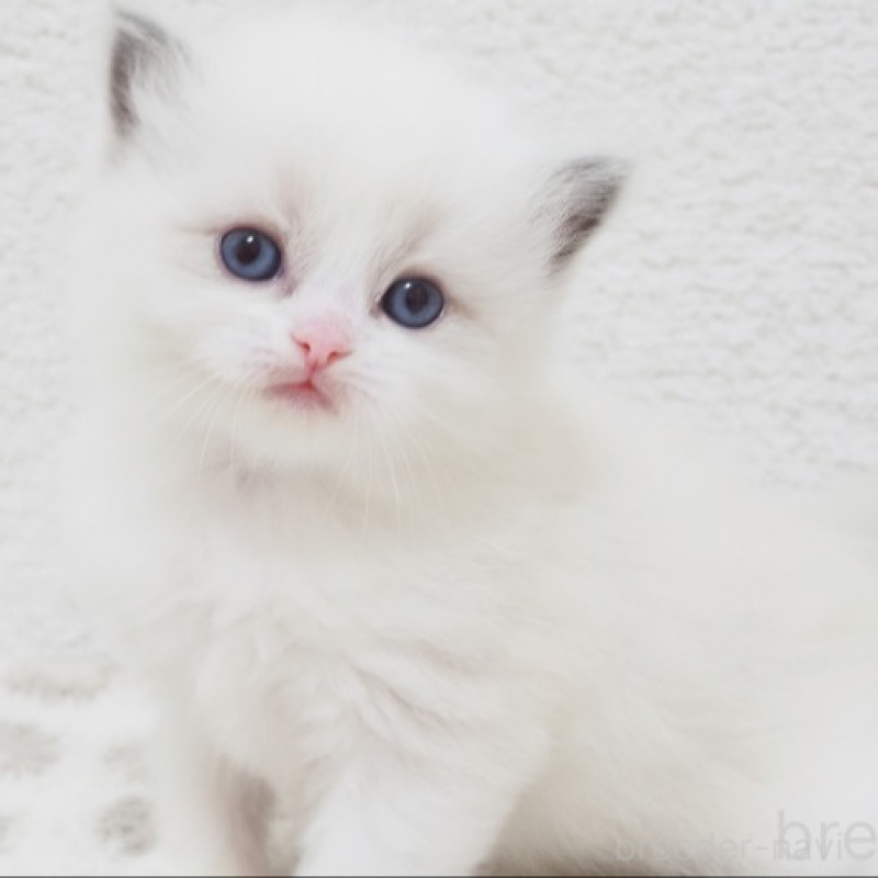 販売中の埼玉県のラグドール-138908の3枚目