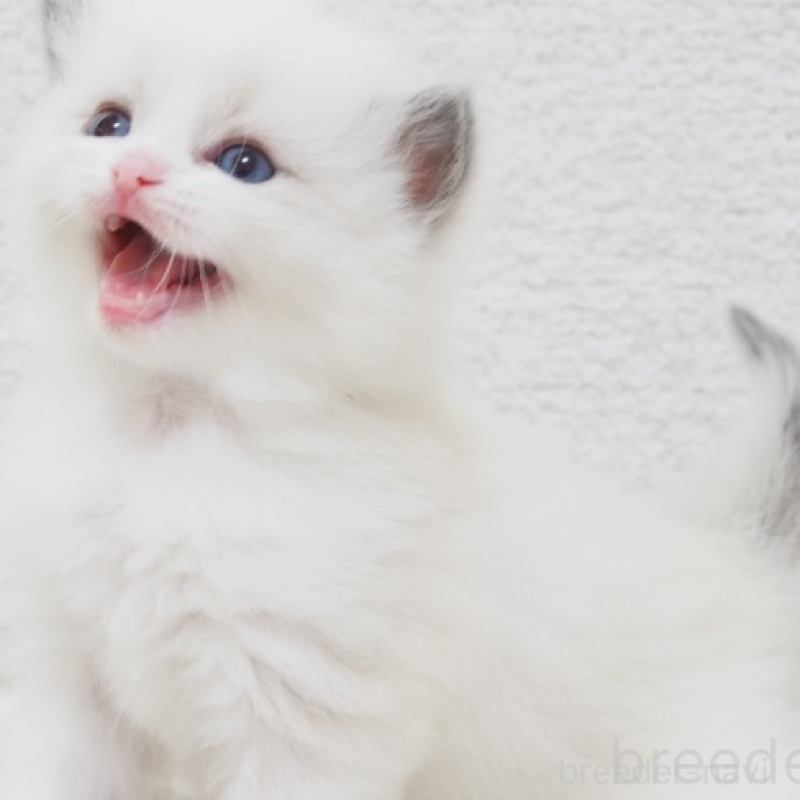 販売中の埼玉県のラグドール-138908の2枚目