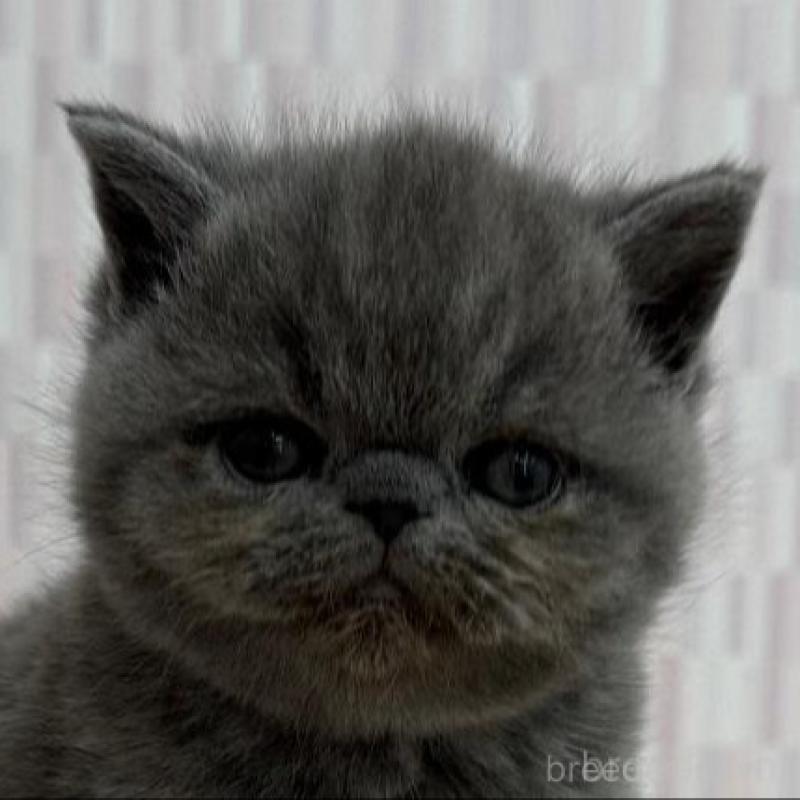 販売中の千葉県のエキゾチックショートヘア-138909