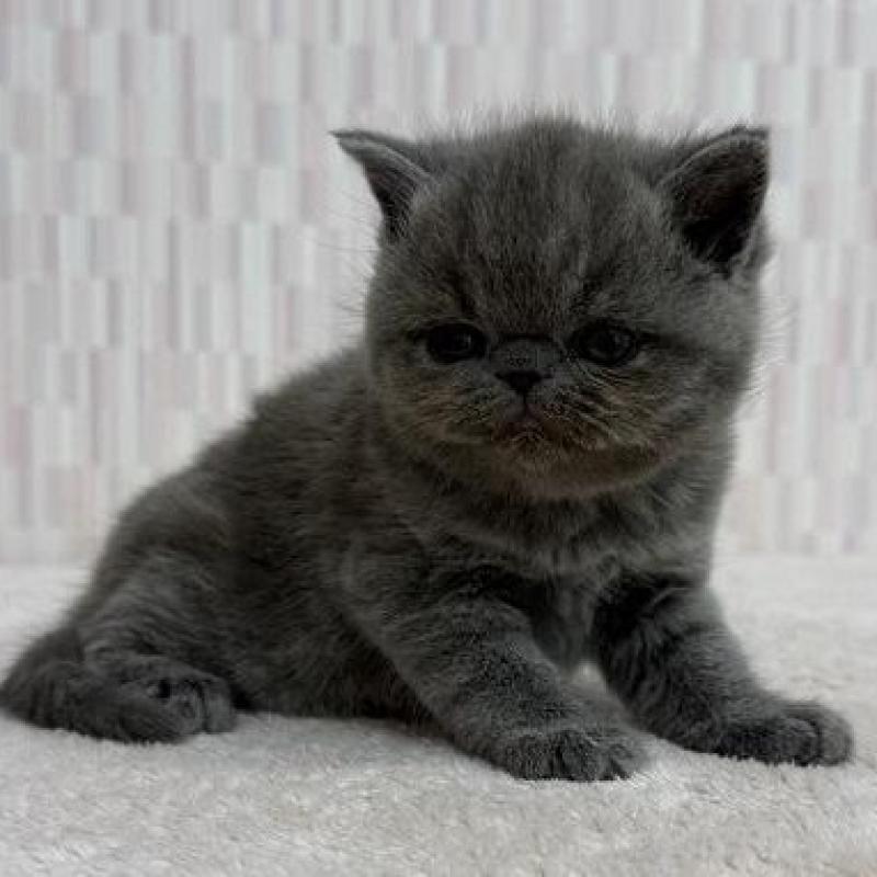 販売中の千葉県のエキゾチックショートヘア-138909の3枚目