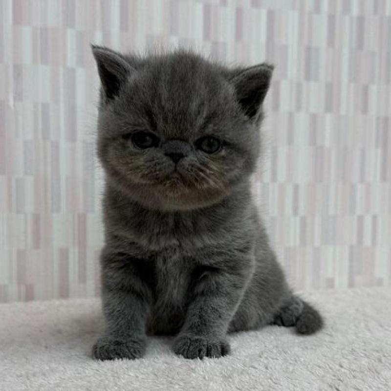 販売中の千葉県のエキゾチックショートヘア-138909の2枚目