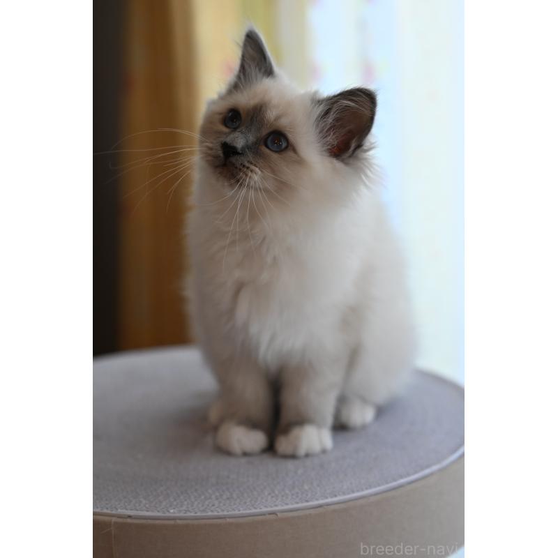 販売中の群馬県のバーマン-136473の3枚目