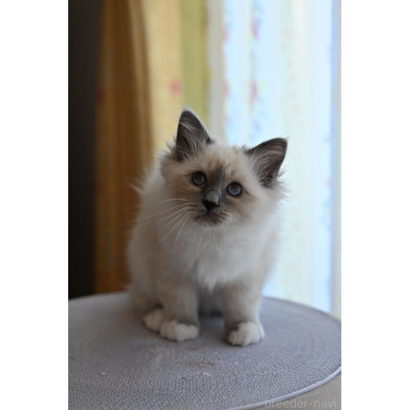 販売中の群馬県のバーマン-136473の2枚目