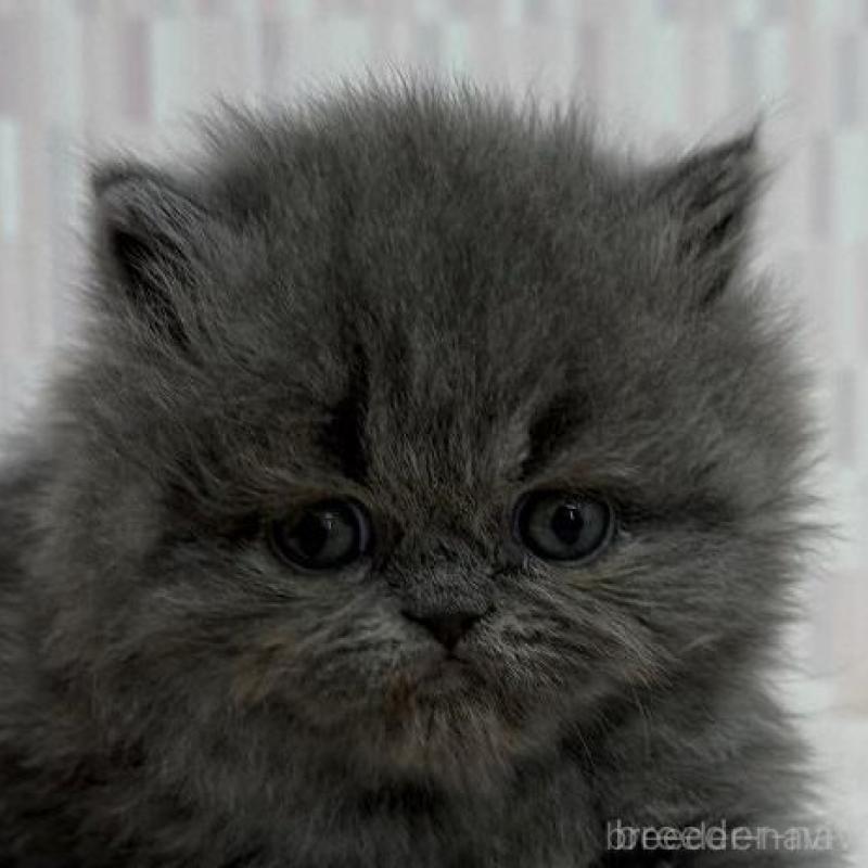 販売中の千葉県のエキゾチックショートヘア-138910の1枚目