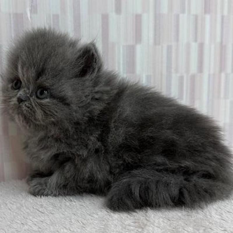 販売中の千葉県のエキゾチックショートヘア-138910の3枚目