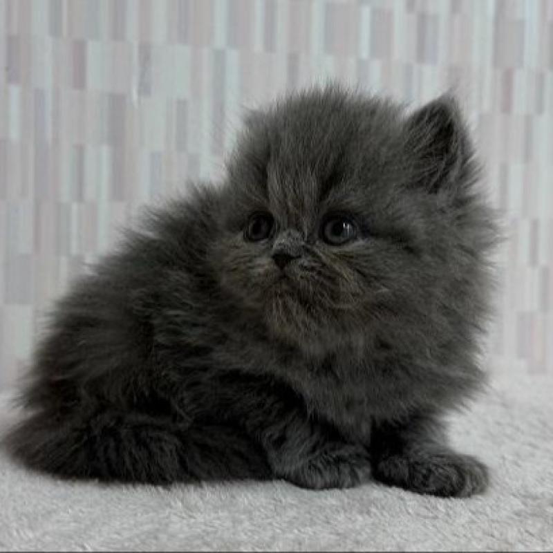 販売中の千葉県のエキゾチックショートヘア-138910の2枚目