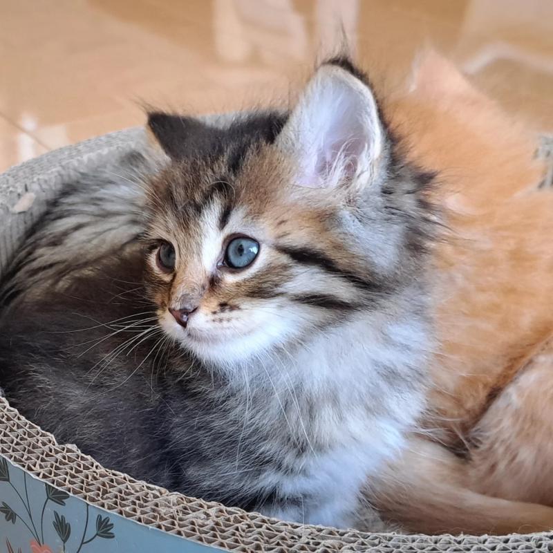 販売中の愛知県のサイベリアン-138911の3枚目