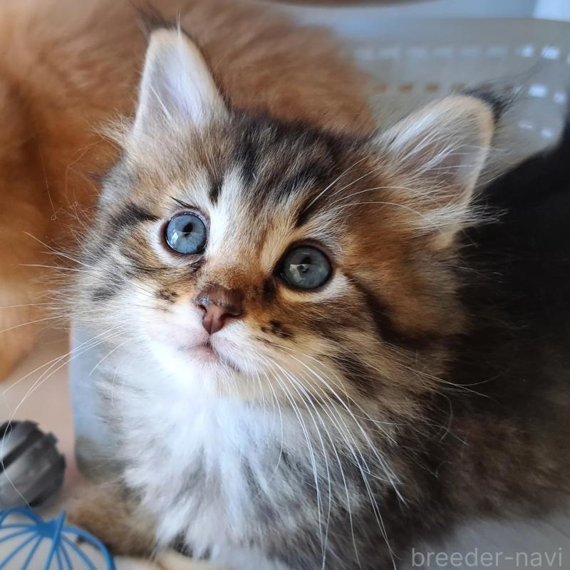 販売中の愛知県のサイベリアン-138911