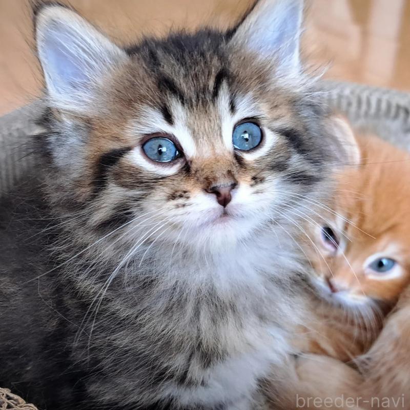 販売中の愛知県のサイベリアン-138911の2枚目