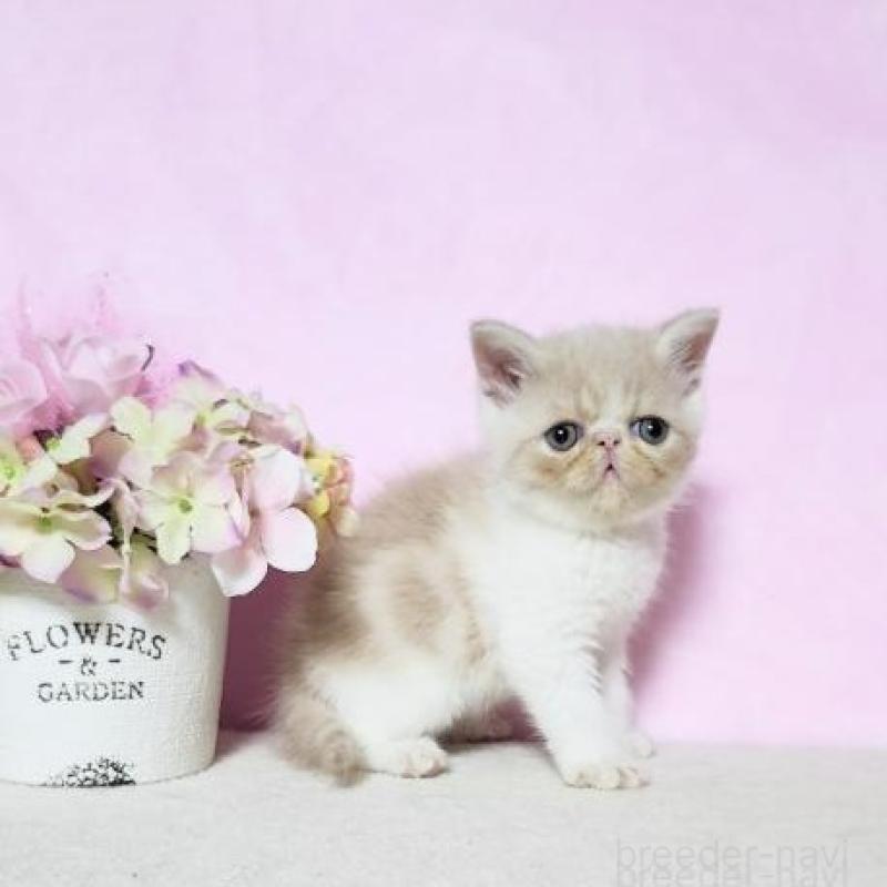 販売中の群馬県のエキゾチックショートヘア-138913の4枚目