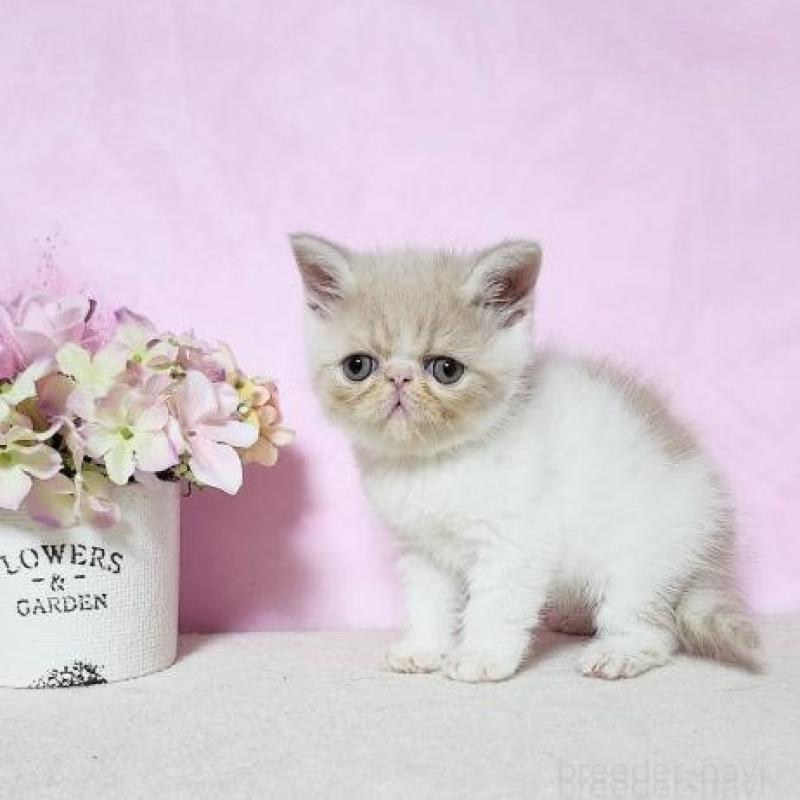 販売中の群馬県のエキゾチックショートヘア-138913の3枚目