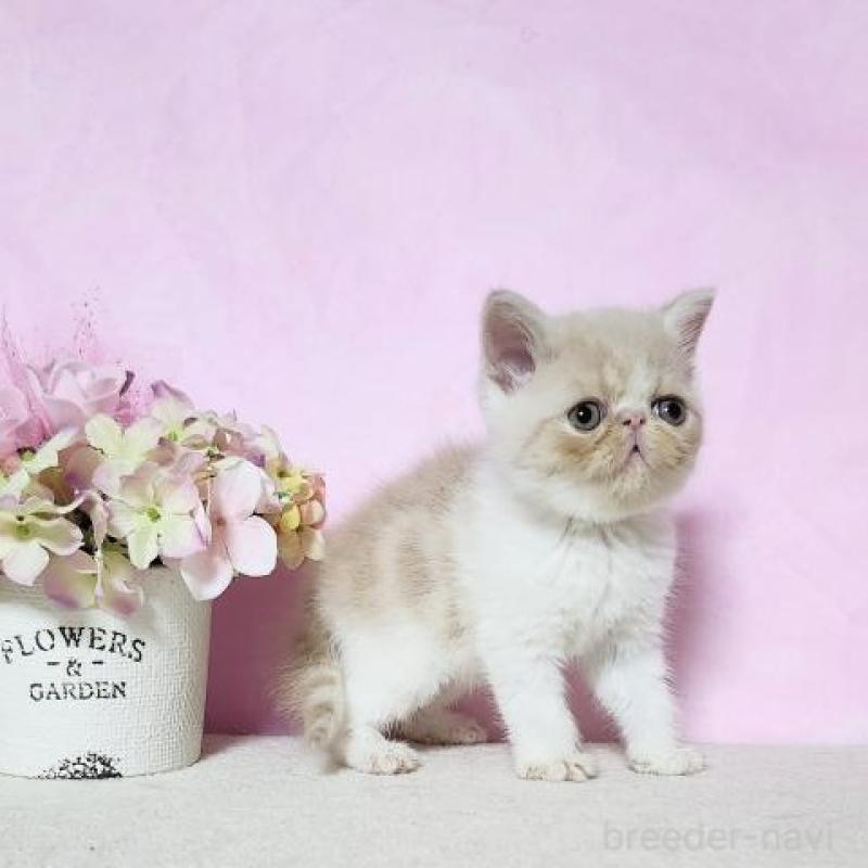 販売中の群馬県のエキゾチックショートヘア-138913の2枚目