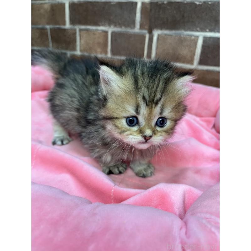 販売中の東京都のミヌエット(短足)-138912の7枚目