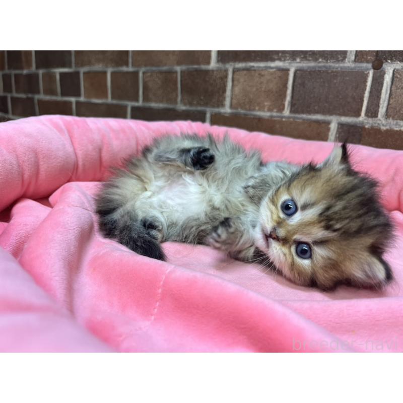 販売中の東京都のミヌエット(短足)-138912の6枚目