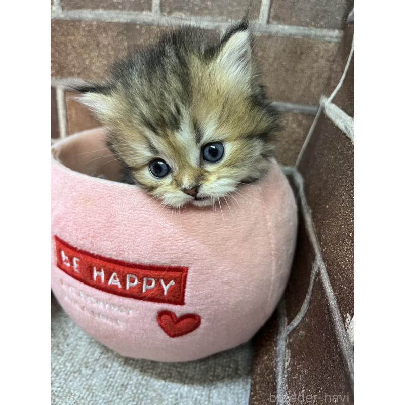 販売中の東京都のミヌエット(短足)-138912の5枚目