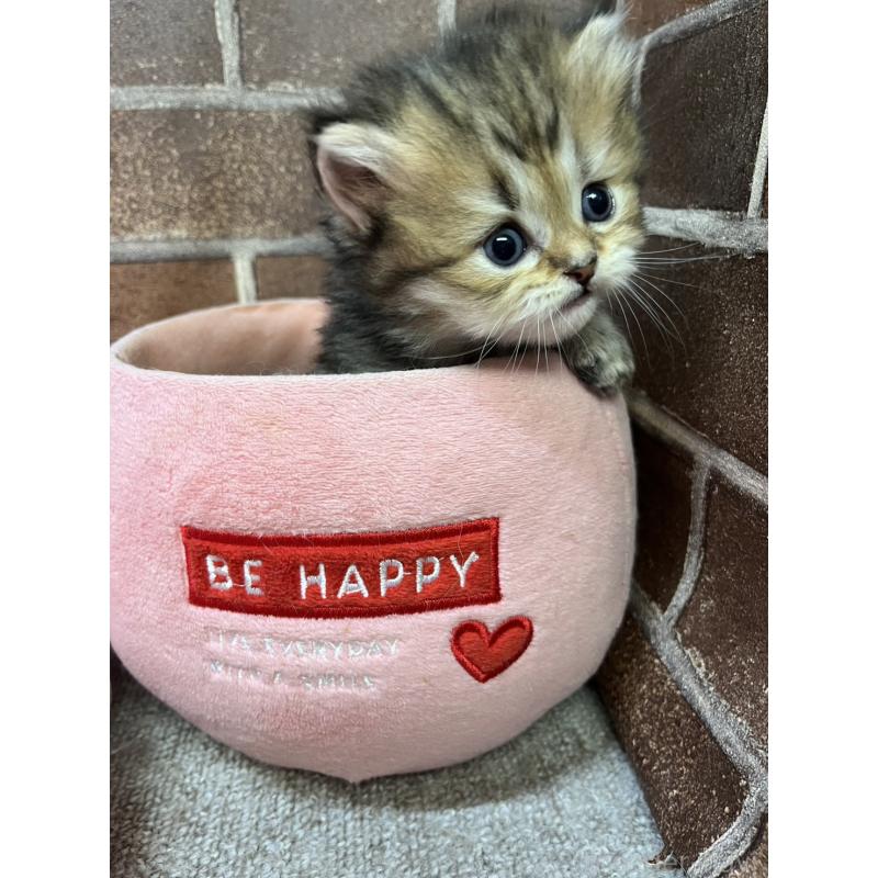 販売中の東京都のミヌエット(短足)-138912の4枚目