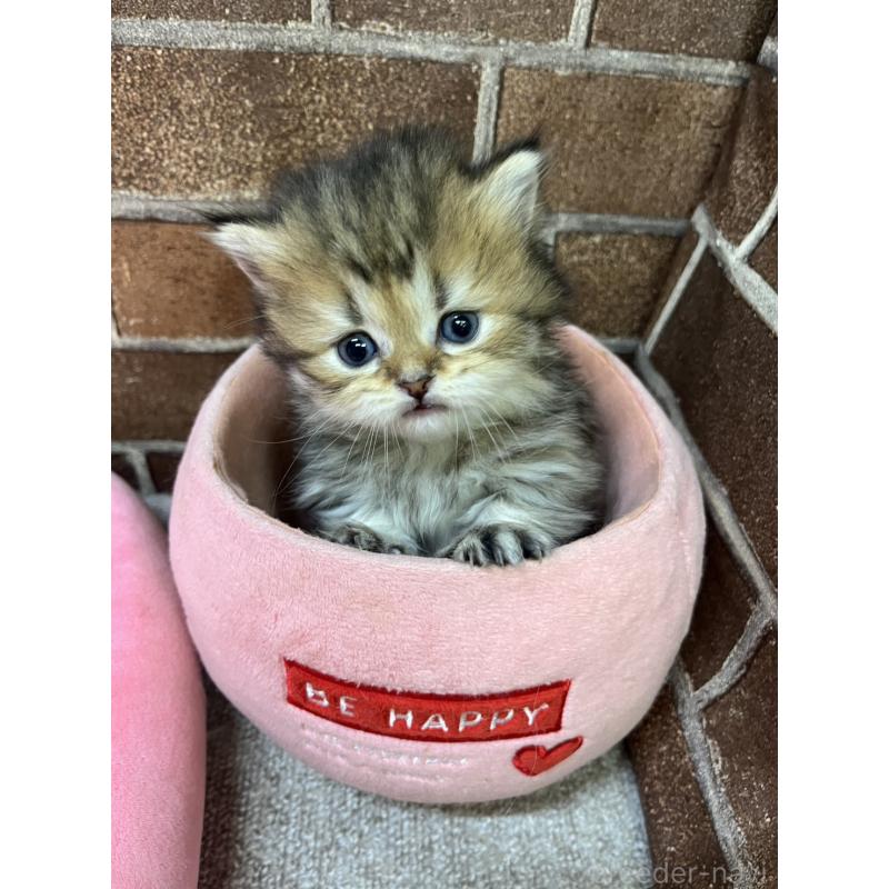 販売中の東京都のミヌエット(短足)-138912の3枚目