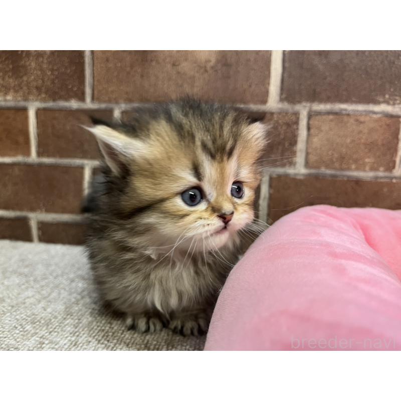 販売中の東京都のミヌエット(短足)-138912の2枚目