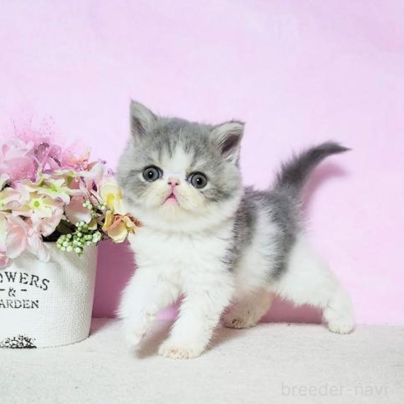 販売中の群馬県のエキゾチックショートヘア-138915の3枚目