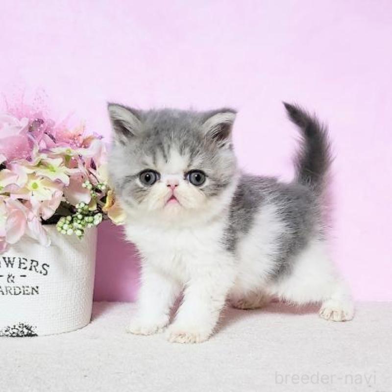 販売中の群馬県のエキゾチックショートヘア-138915の4枚目