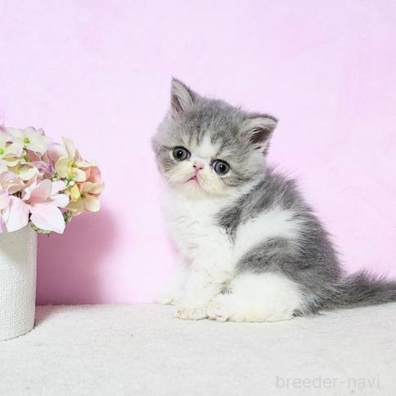 販売中の群馬県のエキゾチックショートヘア-138915の1枚目