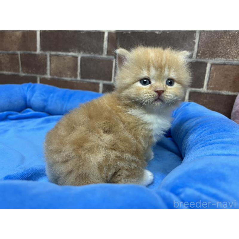 販売中の東京都のスコティッシュフォールド-138914の7枚目