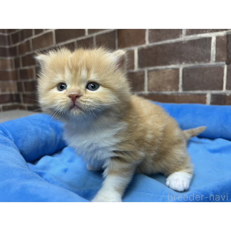 販売中の東京都のスコティッシュフォールド-138914の6枚目