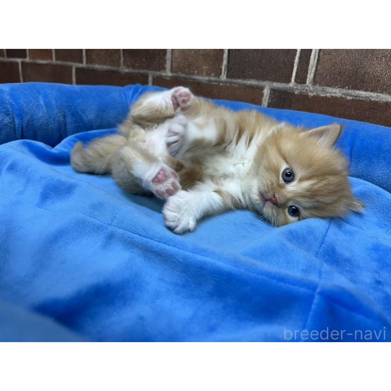 販売中の東京都のスコティッシュフォールド-138914の5枚目