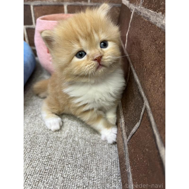 販売中の東京都のスコティッシュフォールド-138914の4枚目
