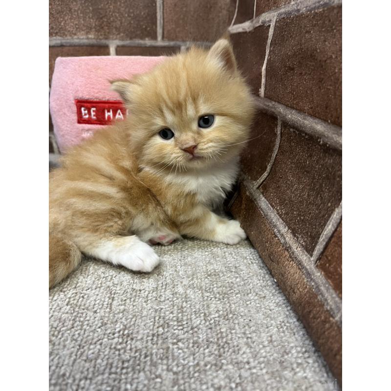 販売中の東京都のスコティッシュフォールド-138914の3枚目