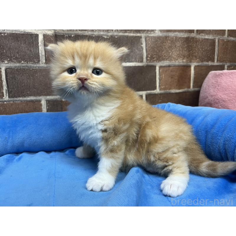 販売中の東京都のスコティッシュフォールド-138914の2枚目