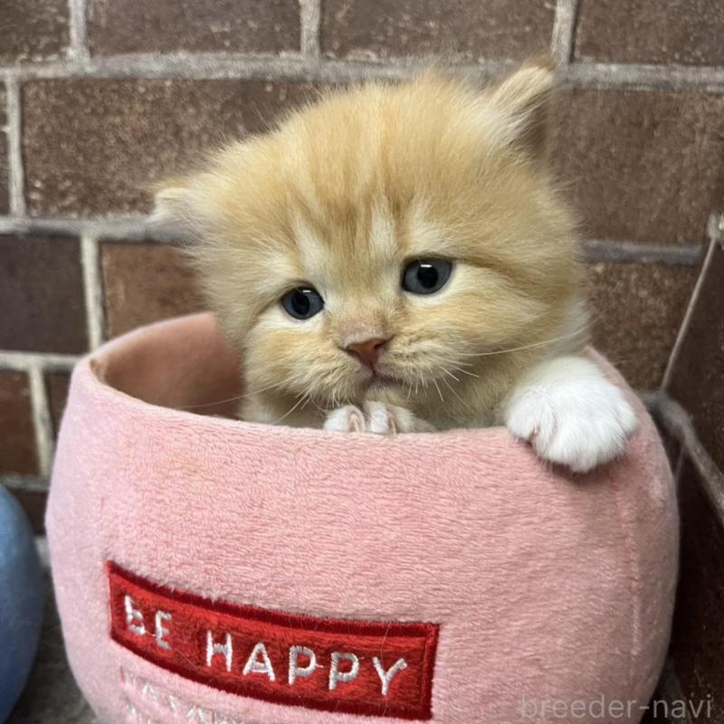 販売中の東京都のスコティッシュフォールド-138914の1枚目