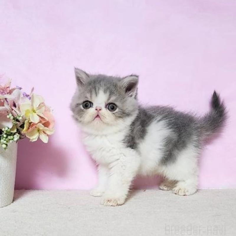 販売中の群馬県のエキゾチックショートヘア-138915の2枚目