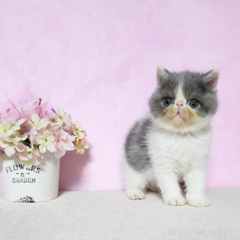 販売中の群馬県のエキゾチックショートヘア-138916の6枚目