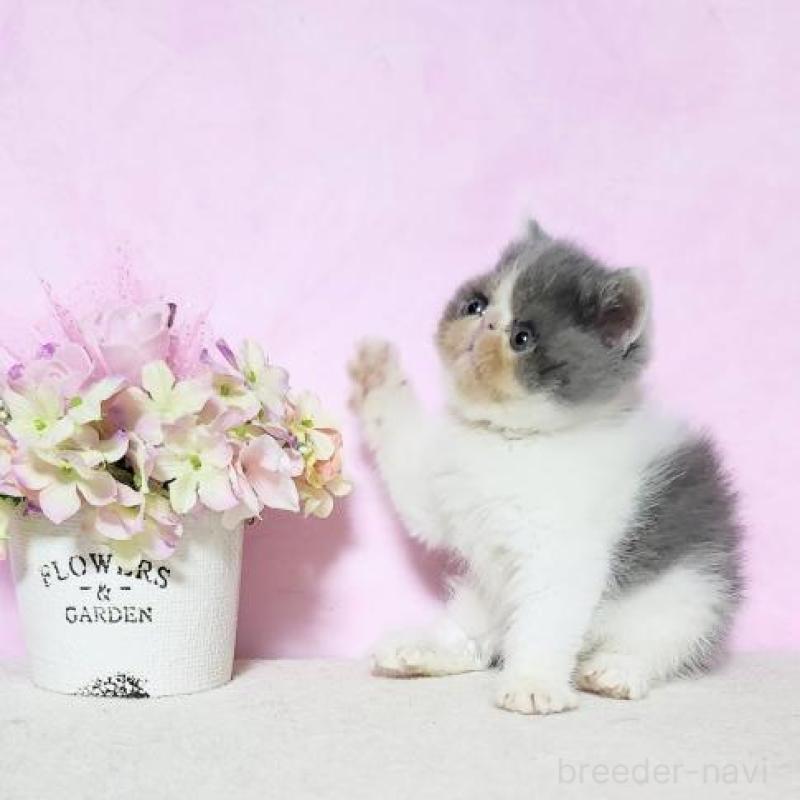 販売中の群馬県のエキゾチックショートヘア-138916の5枚目